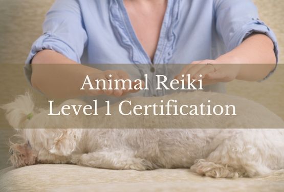 Animal Reiki Certification in Swansea, MA near Providence, RI